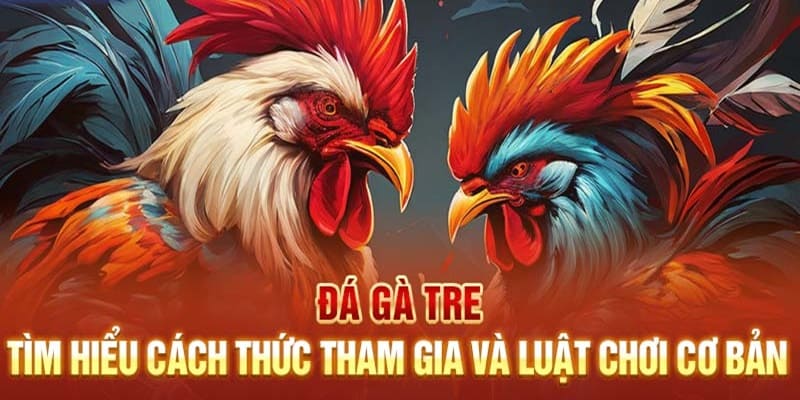 Giới thiệu hình thức chọi gà tre